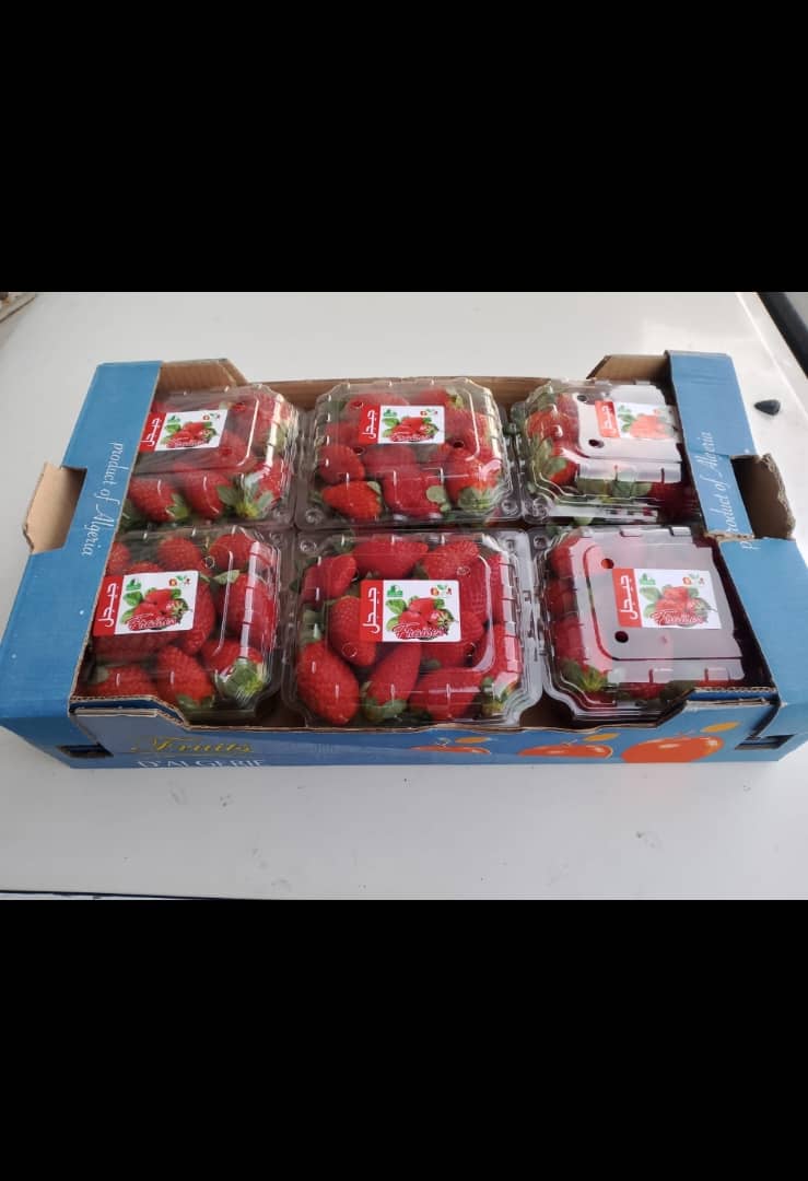fresh Starwberries from Algeria